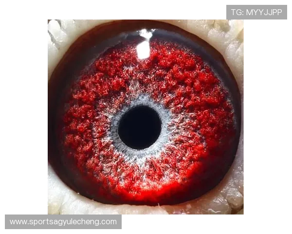 ag旗舰厅登录操作指南，详细介绍登录流程与安全措施，帮助新手快速上手享受精彩的线上博彩体验